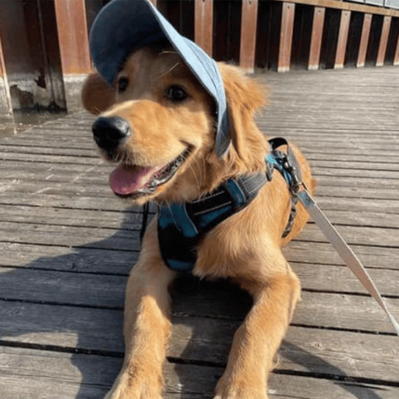 Cappello per cani