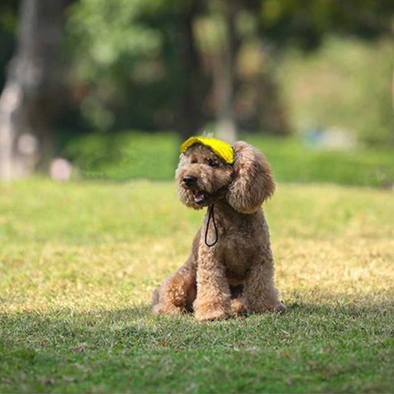 Cappello per cani