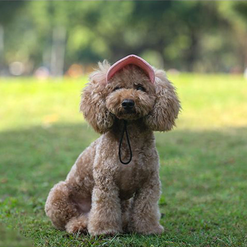 Cappello per cani