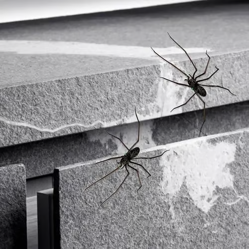 Magnete da frigo a forma di ragno🎁Magneti realistici a forma di ragno, per frigorifero, porta del garage o auto