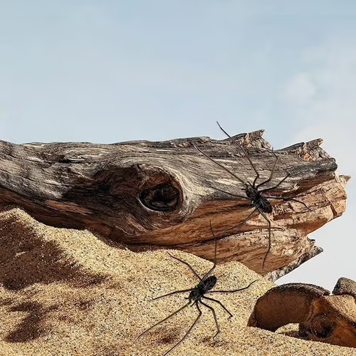 Magnete da frigo a forma di ragno🎁Magneti realistici a forma di ragno, per frigorifero, porta del garage o auto