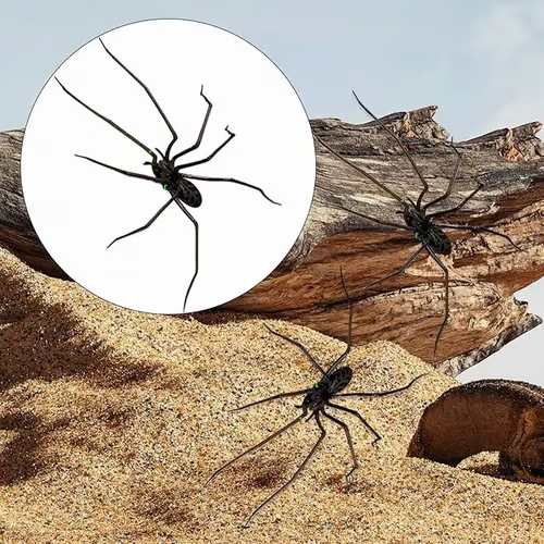 Magnete da frigo a forma di ragno🎁Magneti realistici a forma di ragno, per frigorifero, porta del garage o auto