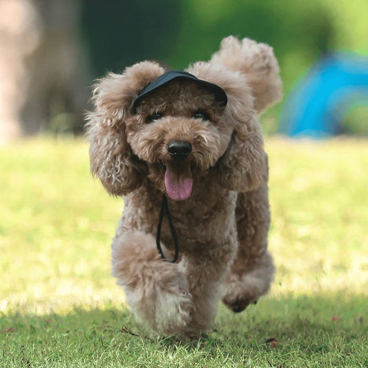 Cappello per cani